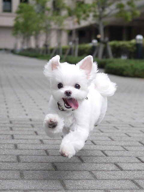 ペット